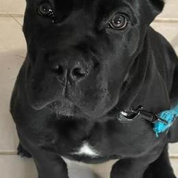 Cane Corso from Winter Cane Corso's