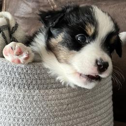 Australian Shepherd Puppies from Kelly Arndt