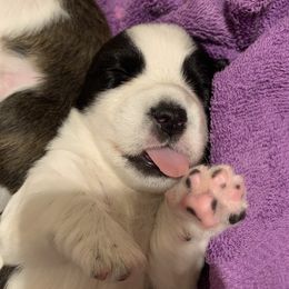 Cardigan Welsh Corgi Puppies from Luxe Cardigan Welsh Corgis