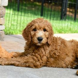 Hawkins Heritage Winston - Red  male Goldendoodle puppy in Moore, Oklahoma from Hawkins Heritage Goldendoodles