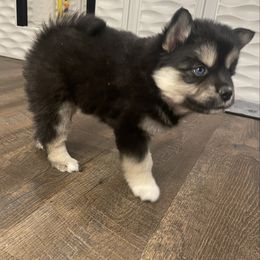 Black Forest Cake - Black and white female Pomsky puppy in Blue Earth, Minnesota from Blue Sky Pomsky