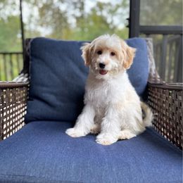 Miss Purple - Caramel red female Labradoodle puppy in Travelers Rest, South Carolina from Doodles of Love Labradoodles