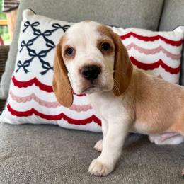 Baby boy 1 - Red and white male Beagle puppy in Monticello, Georgia from Beaglelove
