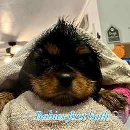 Snickers - Black and tan male Cavalier King Charles Spaniel puppy in Watkinsville, Georgia from Cavaliers of Windsor