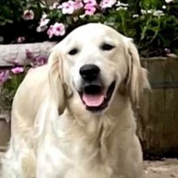 Daphne - Golden Retriever