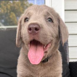 Bailey Rae- Black - Silver female Dilute Retriever puppy in Marion, Illinois from Summer Lovin’ Labradors of Southern Illinois