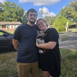 American Corgi and Pembroke Welsh Corgi Puppies from Koko's Kennels