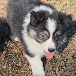 Black tri female 1 - Black tri-color female Australian Shepherd puppy in Browerville, Minnesota from Rustic River Ranch Aussies