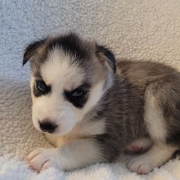 Girl 3 - Siberian Husky puppy in League City, Texas from Snow Dogs of League City