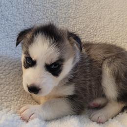 Girl 3 - Siberian Husky puppy in League City, Texas from Snow Dogs of League City