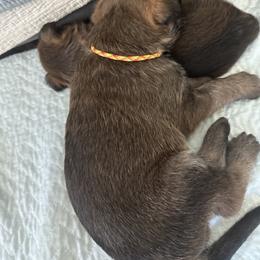 Girl 1 - Fawn female Berger Picard puppy in Durango, Colorado from Des Montagnes Berger Picards
