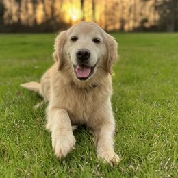 Sophie - Golden Retriever