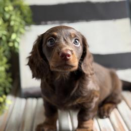Dachshund Puppies from Cold Mountain Dachshunds