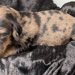 Four - Black and tan male Dachshund puppy in Salyersville, Kentucky from Lavendell Dachshunds