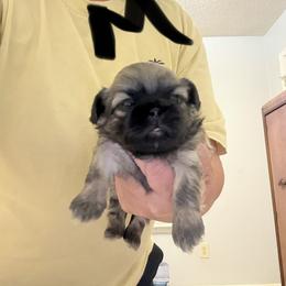 Chance - Tricolor male Shih Tzu puppy in Boiling Springs, South Carolina from Sherry Whiteside's Shih Tzus