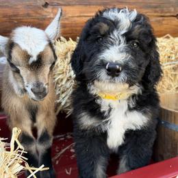 Yellow Male - Tri-color male Bernedoodle puppy in Coeur D’alene, Idaho from HooDoodles