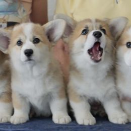 Pembroke Welsh Corgi puppies from Golden Feathers
