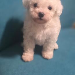 Frosty(AKC) - White male Poodle puppy in Lawton, Oklahoma from My Precious Toy Poodles
