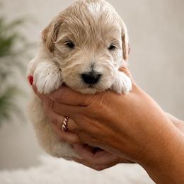 Brown - Cream male Goldendoodle puppy in Lindon, Utah from Ruby’s Minidoodles LLC