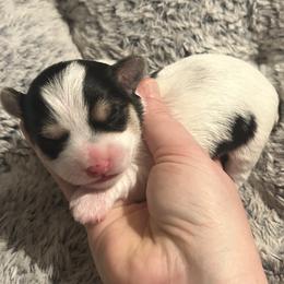 Black White Parti Female - Parti female Yorkipoo puppy in Topeka, Kansas from Bayless Yorkiepoos