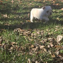 Boston Terrier Puppies from Quinn's Kennels