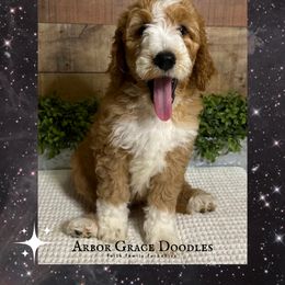 Obi-wan - Red  male Goldendoodle puppy in North Conway, New Hampshire from Arbor Grace Doodles