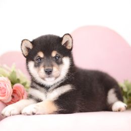 Sukii  🩷 Black and Tan Girl - Black and tan female Shiba Inu puppy in Neosho, Missouri from Sunny Terrace Shibas