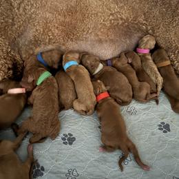 Hot pink collar - Apricot female Poodle puppy in Riverside, California from Riverside red poodles