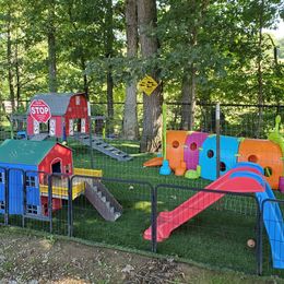 Dachshund Puppies from Heart 2 Heart Puppies