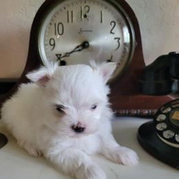Rascal - White male Maltipoo puppy in Mena, Arkansas from Belle Ball Puppies
