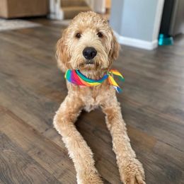Goldendoodle All Grown Up from Midwest Companions