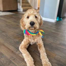 Goldendoodle All Grown Up from Midwest Companions