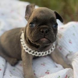 Gobby - Blue fawn male French Bulldog puppy in Phoenix, Arizona from Little Loaf Frenchie