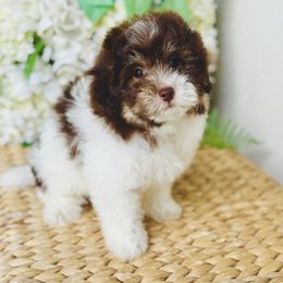 Tootsie - male Maltipoo puppy in West Jordan, Utah from Doodles Friend