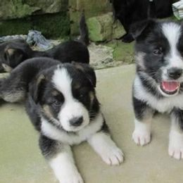 German Shepherd Puppies from Rain's Legacy German Shepherds