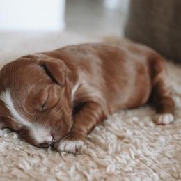Olive - Red  female Goldendoodle puppy in Austin, Texas from Cedarcrest Goldendoodles