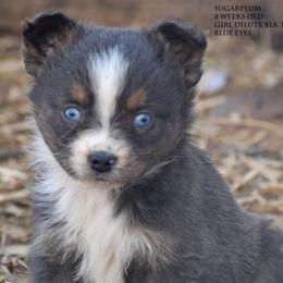 Sugarplum - Blue merle female Miniature Australian Shepherd puppy in Patterson, North Carolina from DreamLine Aussies