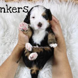Yonkers - Tri-color male Bernedoodle puppy in Casa Grande, Arizona from AzDoodle Dandies