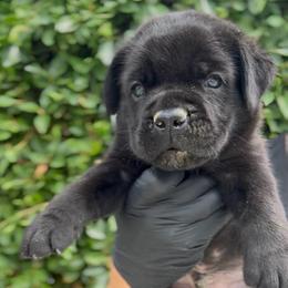 Boy 2 - Black male Cane Corso puppy in California from Donato Kennels