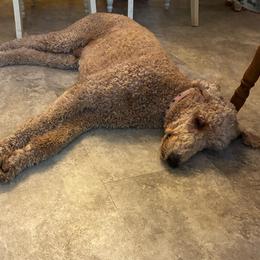 Red - Apricot male Poodle puppy in Jesup, Georgia from Altamaha Mud Poodles LLC.