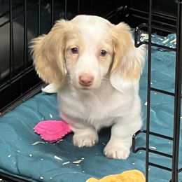 Border Collie, Dachshund, and Pembroke Welsh Corgi Puppies from Whisenhunt Farms