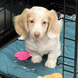 Border Collie, Dachshund, and Pembroke Welsh Corgi Puppies from Whisenhunt Farms