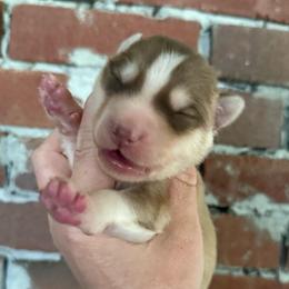 Red boy - Red and white male Siberian Husky puppy in London, Ohio from Rose Trail Siberian’s