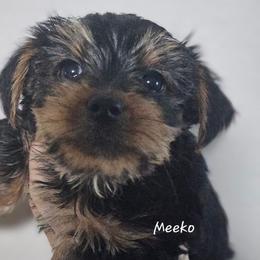 Meeko - Black and tan male Yorkshire Terrier puppy in West Plains, Missouri from Brinkley Yorkies