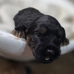 Phantom - Black and tan male Cavapoo puppy in Atkins, Iowa from Huck's Adventures