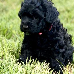 Australian Labradoodle Puppies from Tiny Treasures Australian Labradoodles