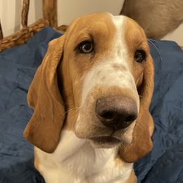 Emma - Basset Hound