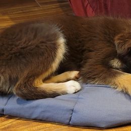 Miniature Australian Shepherd puppies from Swickey Farms
