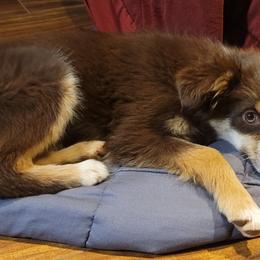 Miniature Australian Shepherd puppies from Swickey Farms