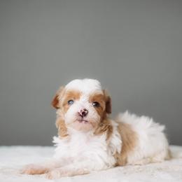 Jessie - Parti female Schnoodle puppy in Caldwell, Idaho from Boise Doodle Co.